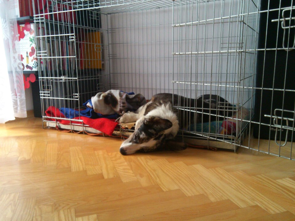 praca i pies