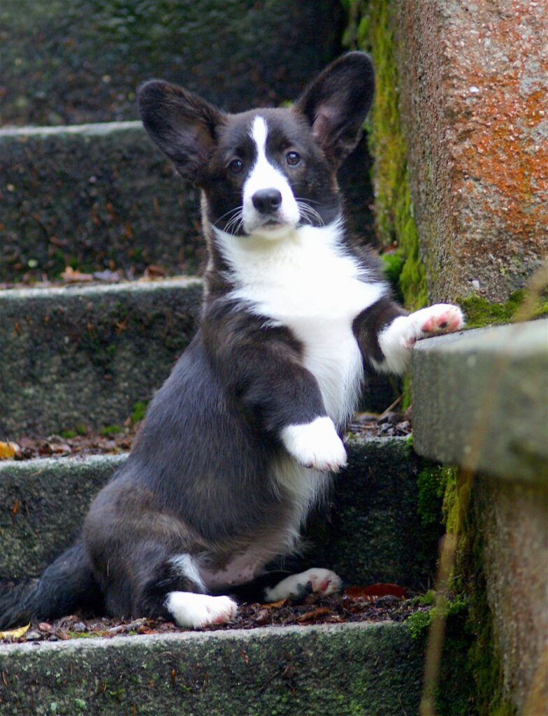 corgi