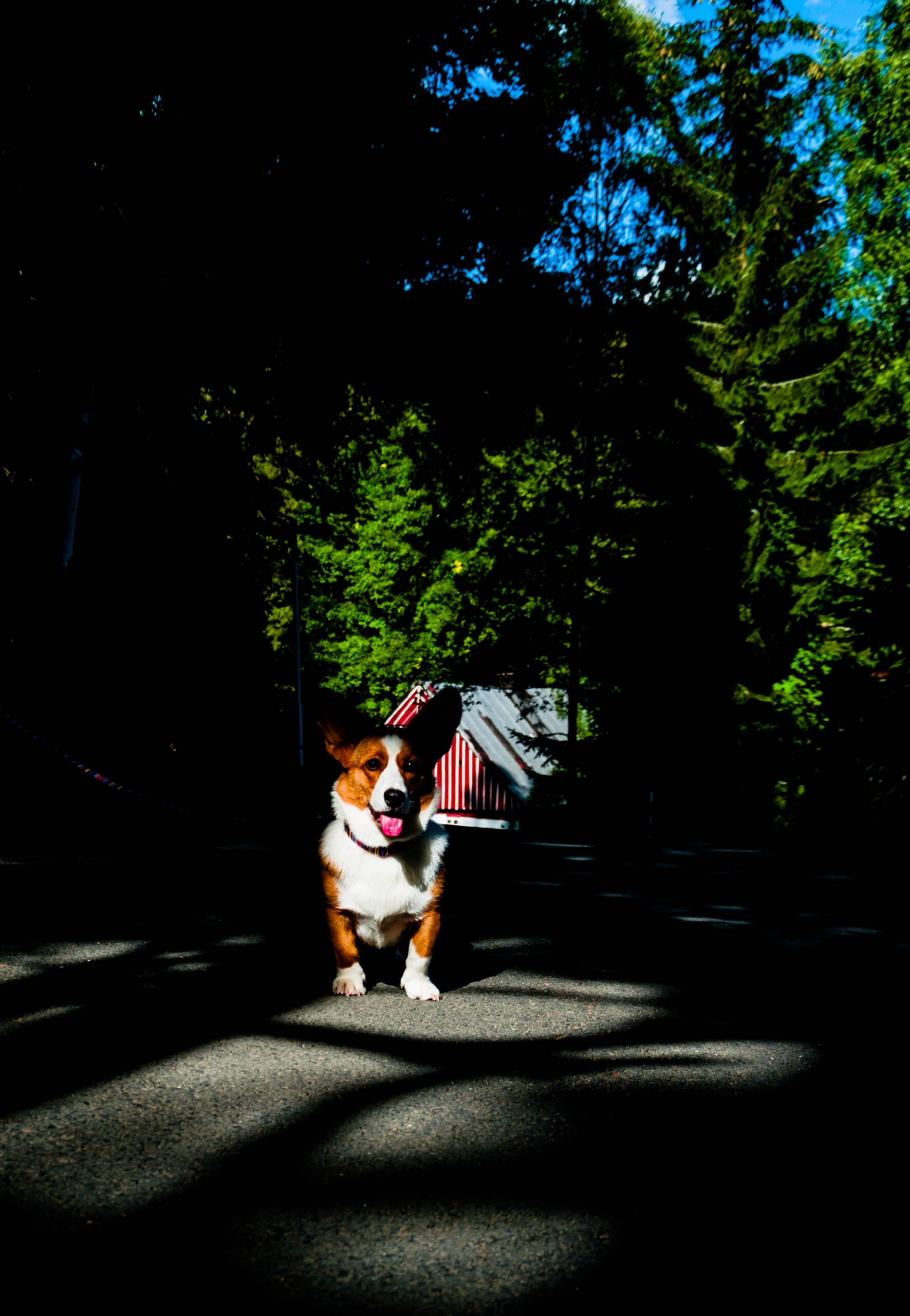 Harrachov z psem