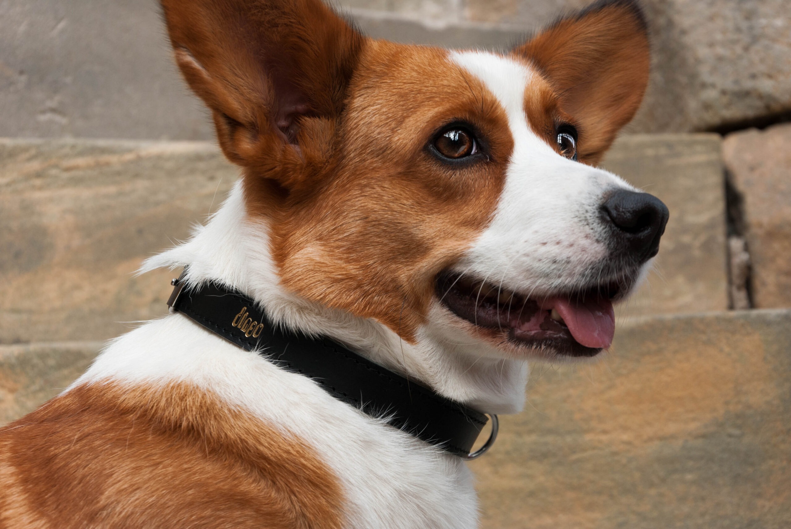 dingo